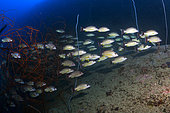 Shoal of snapper. WRECK "British Loyalty". A 140-meter-long, 5,583-ton oil tanker built in 1928 at the Palmers Shipbuilding and Iron Company shipyards in Newcastle, England. After several war incidents, the British Loyalty was torpedoed again by a German submarine, the U-183, causing severe damage. Although it did not sink, it was rendered unusable. Too badly damaged to sail, it was stranded in Addu until the end of the war. Today it lies at a depth of 33 meters. Artificial reef. Maldives, Southern Hemisphere. Indian Ocean.