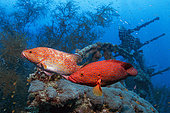 Coral Grouper (Cephalopholis miniata). WRECK "British Loyalty". A 140-meter-long, 5,583-ton oil tanker built in 1928 at the Palmers Shipbuilding and Iron Company shipyards in Newcastle, England. After several war incidents, the British Loyalty was torpedoed again by a German submarine, the U-183, causing severe damage. Although it did not sink, it was rendered unusable. Too badly damaged to sail, it was stranded in Addu until the end of the war. Today it lies at a depth of 33 meters. Artificial reef. Maldives, Southern Hemisphere. Indian Ocean.