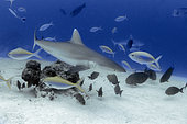 Gray shark (Carcharhinus amblyrhynchos). Maldives, Southern Hemisphere. Indian Ocean.