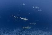 Gray shark (Carcharhinus amblyrhynchos), Vilingili Kandu. Maldives, Southern hemisphere. Indian Ocean.