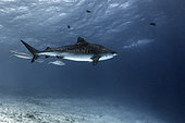 Tiger shark (Galeocerdo cuvier). Fuvahmulah Island. Maldives, Southern Hemisphere. Indian Ocean.