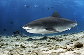 Tiger shark (Galeocerdo cuvier). Fuvahmulah Island. Maldives, Southern Hemisphere. Indian Ocean.