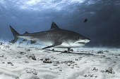 Tiger shark (Galeocerdo cuvier). Fuvahmulah Island. Maldives, Southern Hemisphere. Indian Ocean.