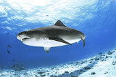 Tiger shark (Galeocerdo cuvier). Fuvahmulah Island. Maldives, Southern Hemisphere. Indian Ocean.