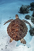 Green Turtle (Chelonia mydas). Coral reef. Maldives. Marine ecosystem. Indian Ocean.