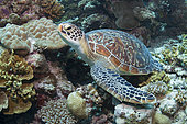 Green Turtle (Chelonia mydas). Coral reef. Maldives. Marine ecosystem. Indian Ocean.