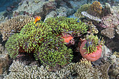 Anemone (Heteractis magnifica), coral reef. Maldives, southern hemisphere. Marine ecosystem. Indian Ocean.