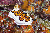Nudibranch (Goniobranchus gleniei), coral reef. Maldives, southern hemisphere. Indian Ocean.