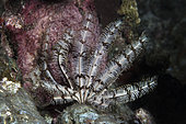 Comatula (Lamprometra klunzingeri). Only seen at night. Coral reef. Maldives, Southern Hemisphere. Indian Ocean.