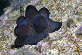 Hiby's Coriocella (Coriocella hibyae) is an endemic species found mainly in the tropical waters of the Maldives, Southern Hemisphere, Indian Ocean.