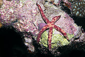 Starfish (Linckia multifora), coral reef. Maldives, Southern Hemisphere. Indian Ocean.