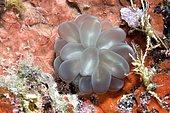 Bubble Coral (Plerogyra sinuosa). Coral reef. Maldives, southern hemisphere. Marine ecosystem. Indian Ocean.