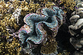 Bivalve mollusc, Tridacna sp. Coral reef. Maldives, Southern Hemisphere. Marine ecosystem. Indian Ocean.