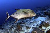 Black Jack (Caranx lugubris). Maldives, Southern Hemisphere. Indian Ocean.