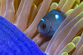 Three-spotted damselfish (Dascyllus trimaculatus) sheltering in a magnificant anemone (Heteractis magnifica). Coral reef. Maldives, Southern Hemisphere. Marine ecosystem. Indian Ocean.