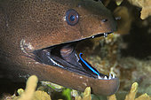 Moray eel (Gymnothorax flavimarginatus) with a cleaner wrasse (Labroides dimidiatus). Coral reef. Maldives, Southern Hemisphere. Marine ecosystem. Indian Ocean.