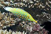 Longnose Filefish (Oxymonacanthus longirostris) sheltering in Coral reef. Maldives, Southern Hemisphere. Marine ecosystem. Indian Ocean.