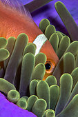 Clownfish (Amphiprion nigripes) sheltering in an anemone (Heteractis magnifica). Coral reef. Maldives, Southern Hemisphere. Marine ecosystem. Indian Ocean.