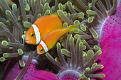 Clownfish (Amphiprion nigripes) sheltering in an anemone (Heteractis magnifica). Coral reef. Maldives, Southern Hemisphere. Marine ecosystem. Indian Ocean.