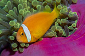 Clownfish (Amphiprion nigripes) sheltering in an anemone (Heteractis magnifica). Coral reef. Maldives, Southern Hemisphere. Marine ecosystem. Indian Ocean.