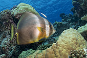 Orbicular Batfish (Platax orbicularis). Maldives, Southern Hemisphere. Indian Ocean.