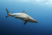 Spinner shark (Carcharhinus brevipinna). Maldives, Southern Hemisphere. Indian Ocean.