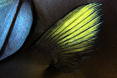 Unicornfish (Naso sp). Detail of the pectoral fin. Maldives, Southern Hemisphere. Indian Ocean.