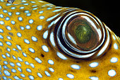 Pufferfish (Arothron caeruleopunctatus). Detail of the eye. Maldives, Southern Hemisphere. Indian Ocean.