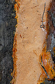 Auriporia aurulenta, resupinate polypore on a stump of Aleppo pine, Bouches-du-Rhone, France