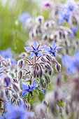 Borage (Borago officinalis), Bouches-du-Rhone, France