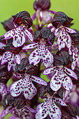 Lady Orchid (Orchis purpurea) flowers, Bouches-du-Rhone, France