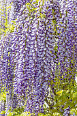 Japanese wisteria (Wisteria floribunda) 'Macrobotrys' = 'Multijuga' in full bloom