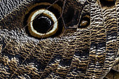 Eyespot on the wing of a Giant Owl Butterfly (Caligo memnon)
