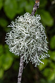 Oakmoss (Evernia prunastri) on a branch, Gers, France