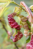 Peach leaf curl caused by the fungus Taphrina deformans