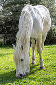 Camargue horse (Equus caballus) grazing, Bouches-du-Rhone, France