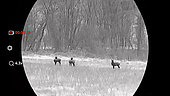 Thermal binoculars, roe deer(Capreolus capreolus) at night, France