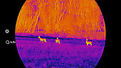 Thermal binoculars, roe deer(Capreolus capreolus) at night, France