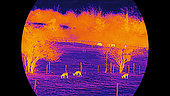 Thermal binoculars, roe deer(Capreolus capreolus) at night, France