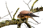 Kestrel (Falco tinnunculus) on a branch, Doubs France