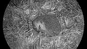 Thermal binocular, European hedgehog (Erinaceus europaeus) at night, France