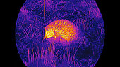 Thermal binocular, European hedgehog (Erinaceus europaeus) at night, France
