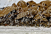Sanderling (Calidris alba), flight of shorebirds, Finistère, Brittany, France