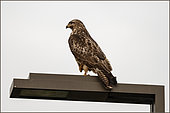 Common Buzzard (Buteo buteo) on a lamppost, Doubs, France