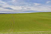 culture intensive, Beauce, France