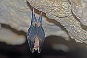 Greater Horseshoe Bat (Rhinolophus ferrumequinum) hibernating, Doubs, France