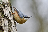 Common nuthatch (Sitta europaea) on a log, Doubs, France