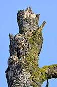 Tawny owl (Strix aluco) pair on a tree trunk, Doubs, France