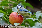 Blue tit (Cyanistes caeruleus) eating an apple, Doubs, France