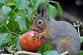 Red squirrel (Sciurus vulgaris) eating an apple, Doubs, France